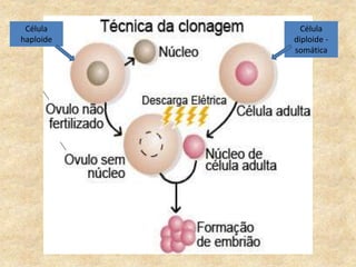 Célula
haploide
Célula
diploide -
somática
 