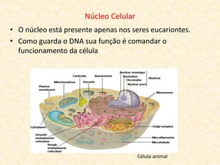 Núcleo Celular
• O núcleo está presente apenas nos seres eucariontes.
• Como guarda o DNA sua função é comandar o
funcionamento da célula
Célula animal
 