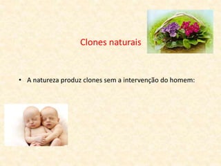 Clones naturais
• A natureza produz clones sem a intervenção do homem:
 