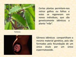 Fortuna
Certas plantas permitem-nos
retirar galhos ou folhas e
estes se regeneram em
novos indivíduos, que são
geneticamente idênticos a
planta “mãe”.
Gêmeos idênticos compartilham o
mesmo material genético, pois são
formados pela fecundação de um
único óvulo por um único
espermatozoide.
 