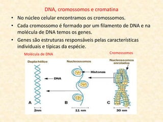 DNA, cromossomos e cromatina
• No núcleo celular encontramos os cromossomos.
• Cada cromossomo é formado por um filamento de DNA e na
molécula de DNA temos os genes.
• Genes são estruturas responsáveis pelas características
individuais e típicas da espécie.
Molécula de DNA Cromossomos
 