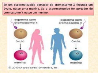 Se um espermatozoide portador do cromossomo X fecunda um
óvulo, nasce uma menina. Se o espermatozoide for portador do
cromossomo Y, nasce um menino.
 