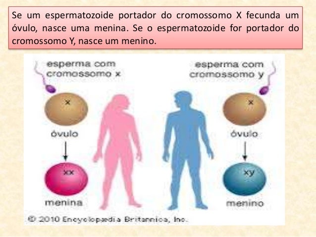 Resultado de imagem para metabolismo celular somaticas menina e menino