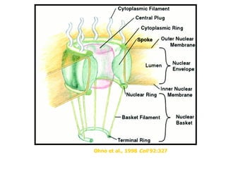Ohno et al., 1998 Cell 92:327
 