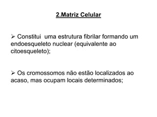 2.Matriz Celular
 Constitui uma estrutura fibrilar formando um
endoesqueleto nuclear (equivalente ao
citoesqueleto);
 Os cromossomos não estão localizados ao
acaso, mas ocupam locais determinados;
 
