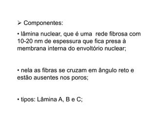  Componentes:
• lâmina nuclear, que é uma rede fibrosa com
10-20 nm de espessura que fica presa à
membrana interna do envoltório nuclear;
• nela as fibras se cruzam em ângulo reto e
estão ausentes nos poros;
• tipos: Lâmina A, B e C;
 