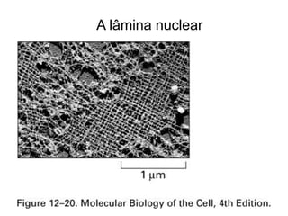A lâmina nuclear
 