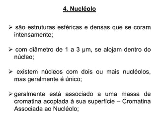 4. Nucléolo
 são estruturas esféricas e densas que se coram
intensamente;
 com diâmetro de 1 a 3 µm, se alojam dentro do
núcleo;
 existem núcleos com dois ou mais nucléolos,
mas geralmente é único;
 geralmente está associado a uma massa de
cromatina acoplada à sua superfície – Cromatina
Associada ao Nucléolo;
 