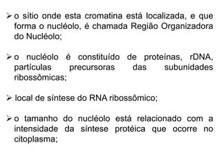  o sítio onde esta cromatina está localizada, e que
forma o nucléolo, é chamada Região Organizadora
do Nucléolo;
 o nucléolo é constituído de proteínas, rDNA,
partículas precursoras das subunidades
ribossômicas;
 local de síntese do RNA ribossômico;
 o tamanho do nucléolo está relacionado com a
intensidade da síntese protéica que ocorre no
citoplasma;
 