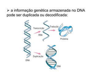  a informação genética armazenada no DNA
pode ser duplicada ou decodificada:
 