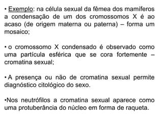 • Exemplo: na célula sexual da fêmea dos mamíferos
a condensação de um dos cromossomos X é ao
acaso (de origem materna ou paterna) – forma um
mosaico;
• o cromossomo X condensado é observado como
uma partícula esférica que se cora fortemente –
cromatina sexual;
• A presença ou não de cromatina sexual permite
diagnóstico citológico do sexo.
•Nos neutrófilos a cromatina sexual aparece como
uma protuberância do núcleo em forma de raqueta.
 