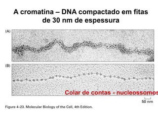 A cromatina – DNA compactado em fitas
de 30 nm de espessura
Colar de contas - nucleossomos
 