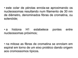 • este colar de pérolas enrola-se aproximando os
nucleossomas resultando num filamento de 30 nm
de diâmetro, denominados fibras de cromatina, ou
solenóide;
• a histona H1 estabelece pontes entre
nucleossomas próximos;
• na mitose as fibras de cromatina se enrolam em
espiral em torno de um eixo protéico dando origem
aos cromossomos típicos.
 
