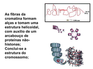 As fibras da
cromatina formam
alças e tomam uma
estrutura helicoidal,
com auxílio de um
arcabouço de
proteínas não-
histonas;
Concluí-se a
estrutura do
cromossomo;
 