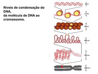 Níveis de condensação do
DNA,
da molécula de DNA ao
cromossomo.
 