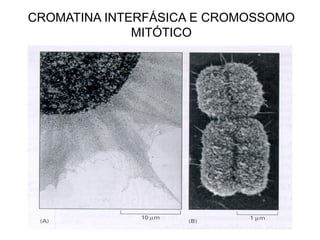 CROMATINA INTERFÁSICA E CROMOSSOMO
MITÓTICO
 