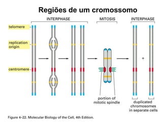 Regiões de um cromossomo
 