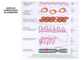 NÍVEIS DE
COMPACTAÇÃO
DA CROMATINA
 