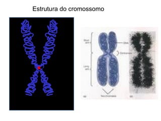 Estrutura do cromossomo
 