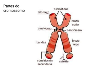 Partes do
cromossomo
 