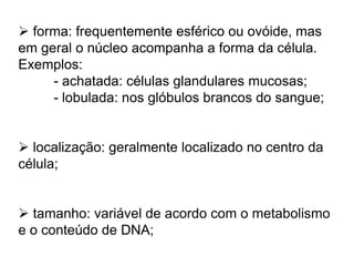  forma: frequentemente esférico ou ovóide, mas
em geral o núcleo acompanha a forma da célula.
Exemplos:
- achatada: células glandulares mucosas;
- lobulada: nos glóbulos brancos do sangue;
 localização: geralmente localizado no centro da
célula;
 tamanho: variável de acordo com o metabolismo
e o conteúdo de DNA;
 