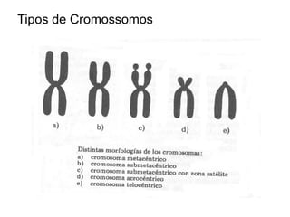 Tipos de Cromossomos
 