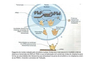 Esquema do núcleo rodeado pelo envoltório nuclear. A área azul mais escura é o nucléolo onde se
observa a transcrição do DNA em RNAr e sua complexação com proteínas vindas do citoplasma para
formar as subunidades dos ribossomos que atravessam os poros do envoltório e no citoplasma unem-
se ao RNAm, iniciando o processo de Tradução.
 