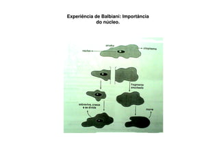 Experiência de Balbiani: Importância
do núcleo.
 