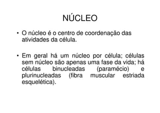 NÚCLEO
• O núcleo é o centro de coordenação das
atividades da célula.
• Em geral há um núcleo por célula; células
sem núcleo são apenas uma fase da vida; há
células binucleadas (paramécio) e
plurinucleadas (fibra muscular estriada
esquelética).
 