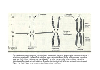Formação de um cromossomo: Primeira figura (esquerda): filamento de cromatina com eucromatina (1)
e heterocromatina (2). Na fase S da interfase ocorre a replicação do DNA e o filamento de cromatina
aparece duplo (duas metades são cromátides). A terceira figura mostra o filamento de cromatina
espiralizado formando um cromossomo. Onde havia heterocromatina forma´-se constrições. A quarta
figura é o desenho de um cromossomo visto durante a metáfase.
 
