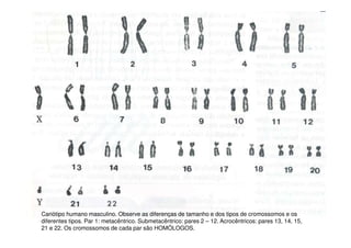 Cariótipo humano masculino. Observe as diferenças de tamanho e dos tipos de cromossomos e os
diferentes tipos. Par 1: metacêntrico. Submetacêntrico: pares 2 – 12. Acrocêntricos: pares 13, 14, 15,
21 e 22. Os cromossomos de cada par são HOMÓLOGOS.
 