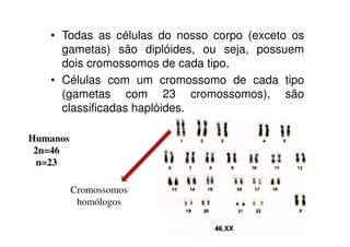 • Todas as células do nosso corpo (exceto os
gametas) são diplóides, ou seja, possuem
dois cromossomos de cada tipo.
• Células com um cromossomo de cada tipo
(gametas com 23 cromossomos), são
classificadas haplóides.
Humanos
2n=46
n=23
Cromossomos
homólogos
 