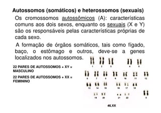 Autossomos (somáticos) e heterossomos (sexuais)
Os cromossomos autossômicos (A): características
comuns aos dois sexos, enquanto os sexuais (X e Y)
são os responsáveis pelas características próprias de
cada sexo.
A formação de órgãos somáticos, tais como fígado,
baço, o estômago e outros, deve-se a genes
localizados nos autossomos.
22 PARES DE AUTOSSOMOS + XY =
MASCULINO
22 PARES DE AUTOSSOMOS + XX =
FEMININO
 