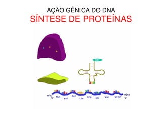AÇÃO GÊNICA DO DNA
SÍNTESE DE PROTEÍNAS
 