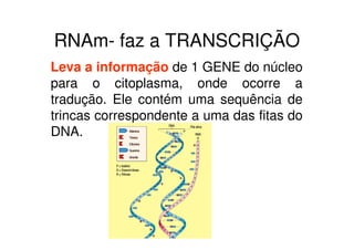 RNAm- faz a TRANSCRIÇÃO
Leva a informação de 1 GENE do núcleo
para o citoplasma, onde ocorre a
tradução. Ele contém uma sequência de
trincas correspondente a uma das fitas do
DNA.
 