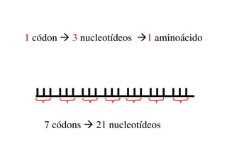 1 códon 3 nucleotídeos 1 aminoácido
7 códons 21 nucleotídeos
 