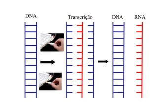DNA Transcrição DNA RNA
 