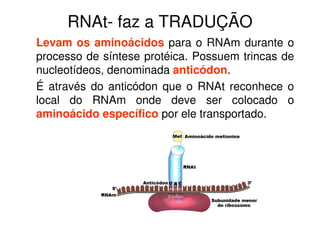 RNAt- faz a TRADUÇÃO
Levam os aminoácidos para o RNAm durante o
processo de síntese protéica. Possuem trincas de
nucleotídeos, denominada anticódon.
É através do anticódon que o RNAt reconhece o
local do RNAm onde deve ser colocado o
aminoácido específico por ele transportado.
 
