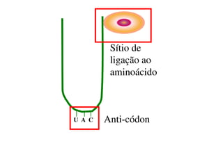 Anti-códon
Sítio de
ligação ao
aminoácido
U A C
 