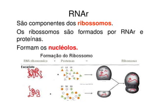 RNAr
São componentes dos ribossomos.
Os ribossomos são formados por RNAr e
proteínas.
Formam os nucléolos.
 