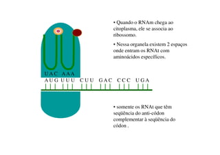 A U G U U U C U U G A C C C C U G A
U A C AAA
• Quando o RNAm chega ao
citoplasma, ele se associa ao
ribossomo.
• Nessa organela existem 2 espaços
onde entram os RNAt com
aminoácidos específicos.
• somente os RNAt que têm
seqüência do anti-códon
complementar à seqüência do
códon .
 