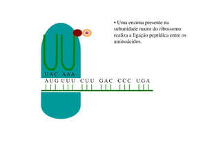 A U G U U U C U U G A C C C C U G A
U A C AAA
• Uma enzima presente na
subunidade maior do ribossomo
realiza a ligação peptídica entre os
aminoácidos.
 