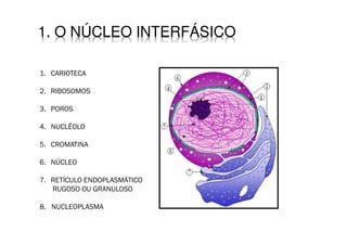 1. O NÚCLEO INTERFÁSICO
1. CARIOTECA
2. RIBOSOMOS
3. POROS
4. NUCLÉOLO
5. CROMATINA
6. NÚCLEO
7. RETÍCULO ENDOPLASMÁTICO
RUGOSO OU GRANULOSO
8. NUCLEOPLASMA
 