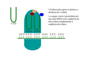A U G U U U C U U G A C C C C U G A
U A C
AAA G AA
• O ribossomo agora se desloca a
distância de 1 códon.
• o espaço vazio é preenchido por
um outro RNAt com seqüência do
anti-códon complementar à
seqüência do códon.
 