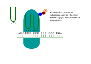 A U G U U U C U U G A C C C C U G A
U A C
AAA G AA
• Uma enzima presente na
subunidade maior do ribossomo
realiza a ligação peptídica entre os
aminoácidos.
 