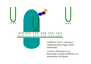 A U G U U U C U U G A C C C C U G A
U A C AAA
G AA
• O RNAt “vazio” volta para o
citoplasma para se ligar a outro
aminoácido.
• Assim o ribossomo vai se
deslocando ao longo do RNAm e os
aminoácidos são ligados.
 