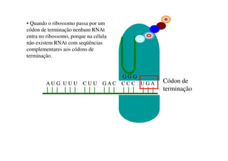 A U G U U U C U U G A C C C C U G A
G G G
Códon de
terminação
• Quando o ribossomo passa por um
códon de terminação nenhum RNAt
entra no ribossomo, porque na célula
não existem RNAt com seqüências
complementares aos códons de
terminação.
 