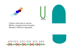 A U G U U U C U U G A C C C C U G A
G G G
• Então o ribossomo se solta do
RNAm, a proteína recém formada é
liberada e o RNAm é degradado.
 