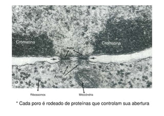 Poros
Ribossomos Mitocôndria
* Cada poro é rodeado de proteínas que controlam sua abertura
 