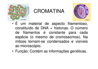 CROMATINA
• É um material de aspecto filamentoso,
constituído de DNA + histonas. O número
de filamentos é constante para cada
espécie (o mesmo de cromossomos). Na
mitose tornam-se condensados e visíveis
ao microscópio.
• Função: Contém as informações genéticas.
 